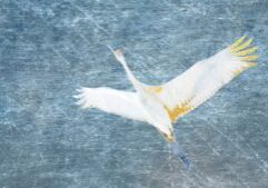 Heron 3